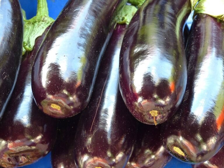 가지꿈--가지-Eggplant-식물