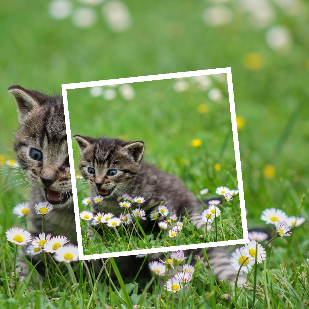 고양이꿈-고양이-cat