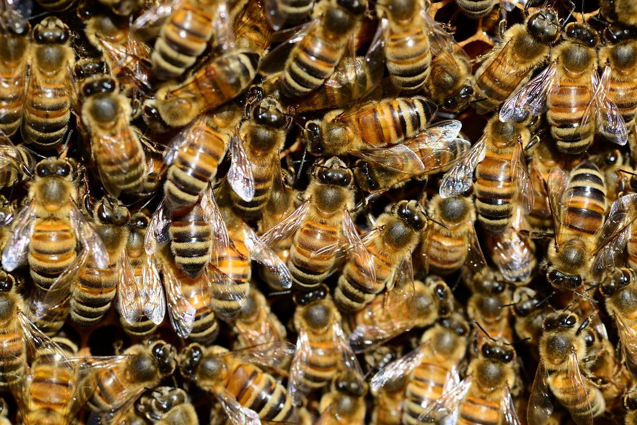꿀벌꿈-꿀-꿀벌